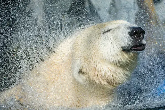 Man isst, was man findet. Manchmal hat man keine Wahl. (Foto: Tambako The Jaguar)