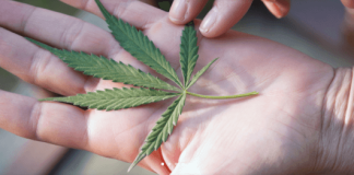 Foto: Screenshot (cannacamp.co)