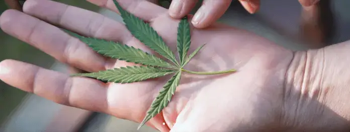 Foto: Screenshot (cannacamp.co)