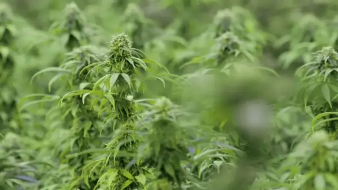 Diese Firmen investieren Millionen ins Cannabis-Geschäft