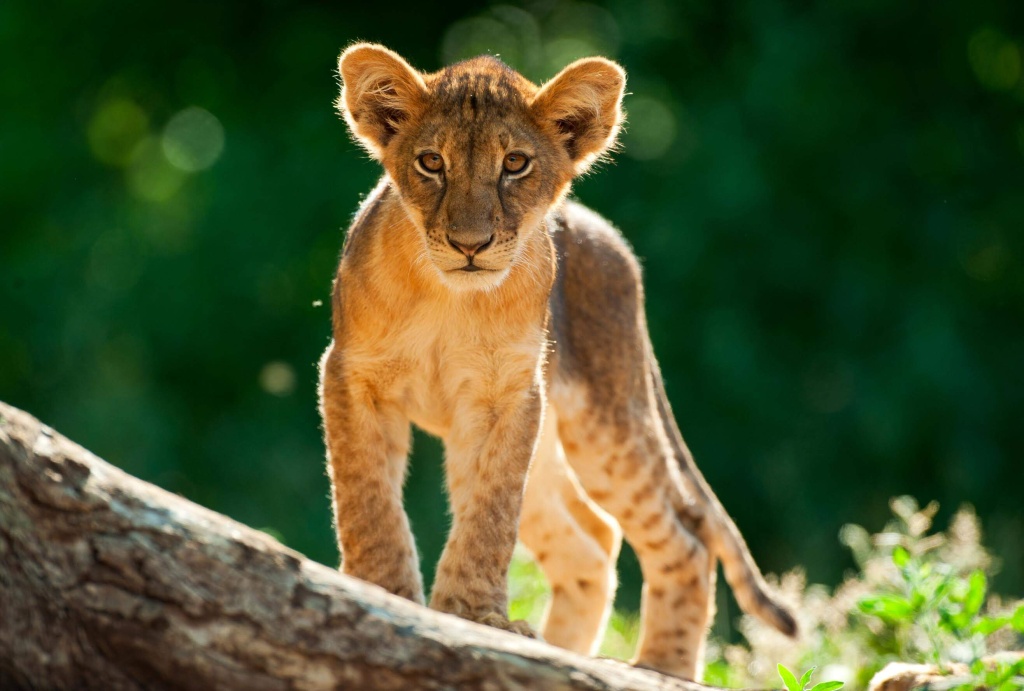 Elela Africa_Baby Löwen beobachten neugierig die Arbeit der Ranger