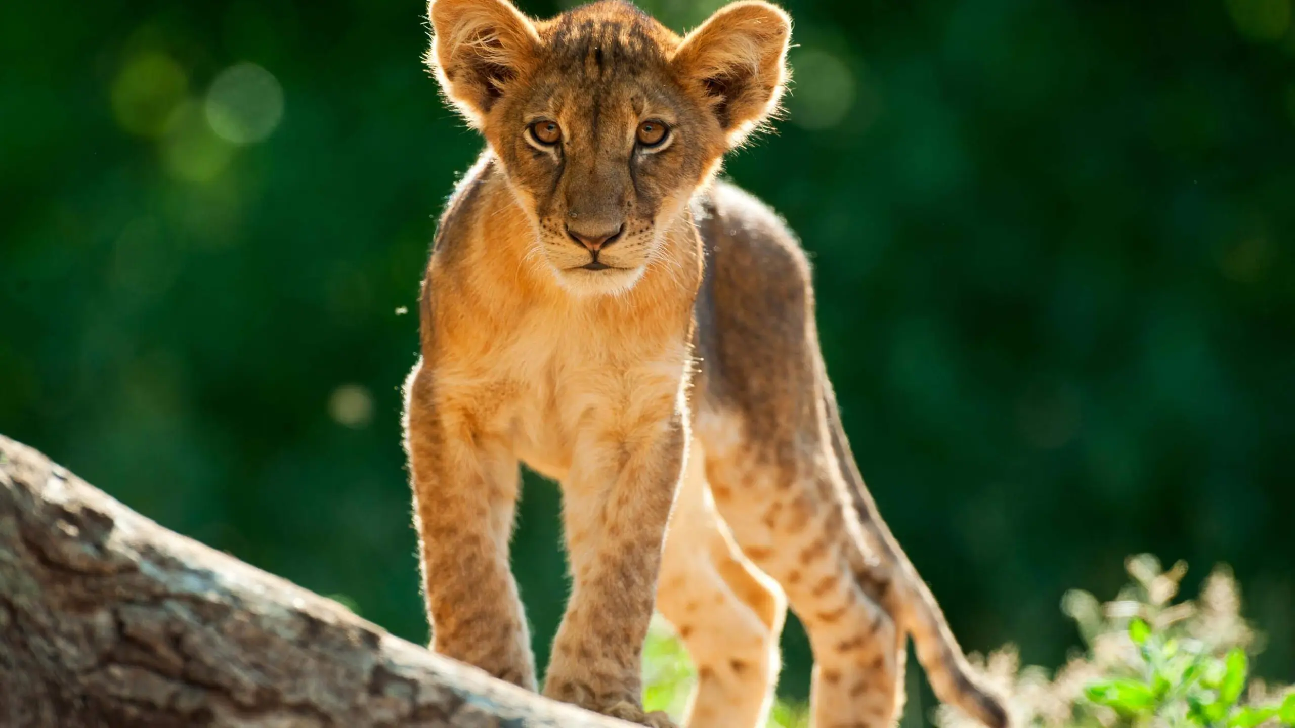 Elela Africa_Baby Löwen beobachten neugierig die Arbeit der Ranger