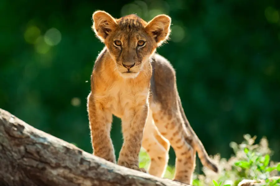 Elela Africa_Baby Löwen beobachten neugierig die Arbeit der Ranger