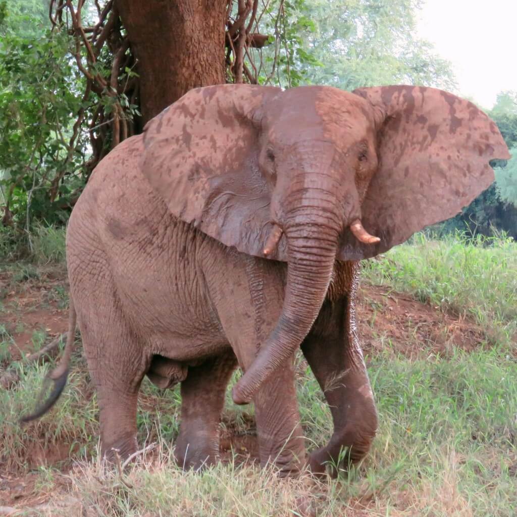 Elefanten im Game Reserve