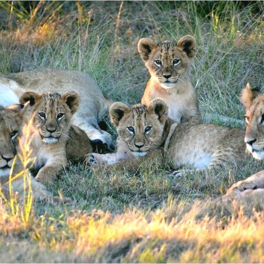 Löwenfamilie im Game Reserve