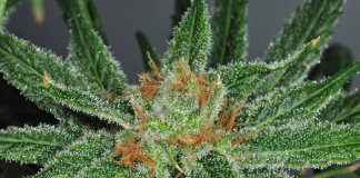 Cannabis-hilft-bei-der-Heilung-gebrochener-Knochen