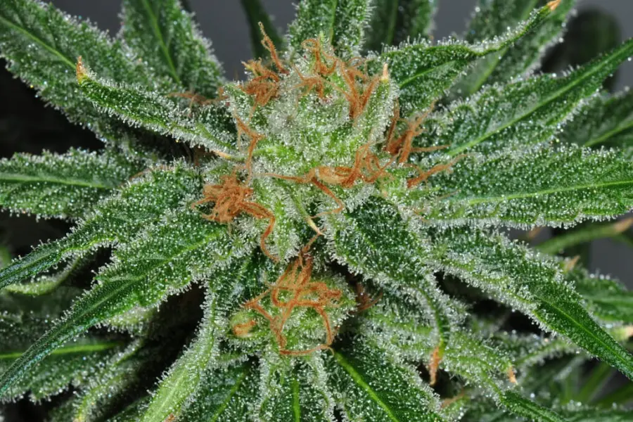 Cannabis-hilft-bei-der-Heilung-gebrochener-Knochen