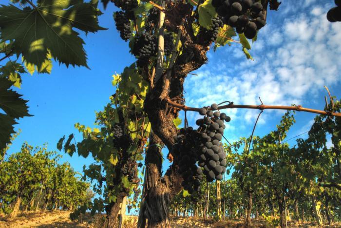 Italien ist wieder weltgrößter Weinproduzent.