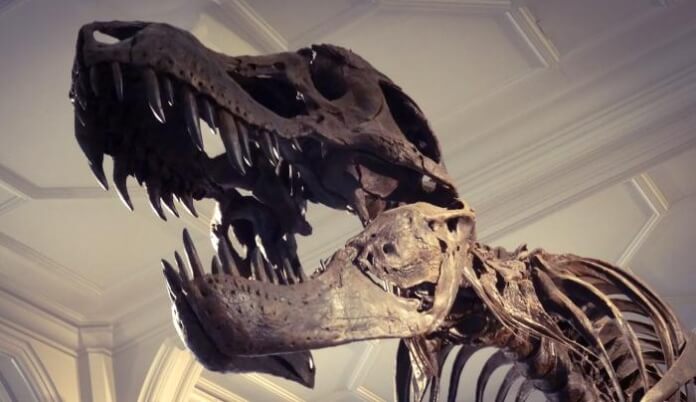 Ex-Banker bringt Fossilien als Kunst auf den Markt