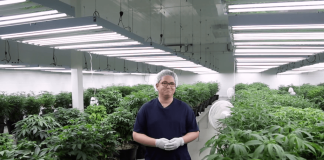 Umsätze von Cannabis in den USA explodieren seit Legalisierung. (Foto: Screenshot)