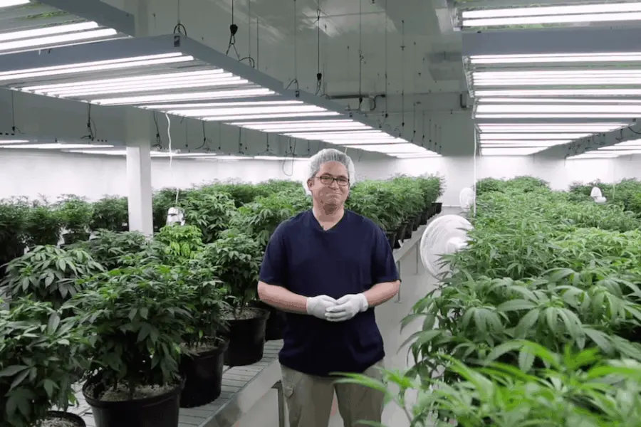 Umsätze von Cannabis in den USA explodieren seit Legalisierung. (Foto: Screenshot)