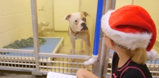 Kinder helfen Hunden mit Vorlesen im Tierheim