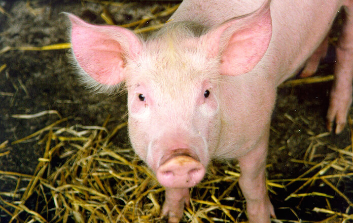 Schweinefleisch verschwindet aus deutschen Schulen und Kitas