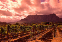 Wein-Tourismus in Südafrika profitiert vom schwachen Rand