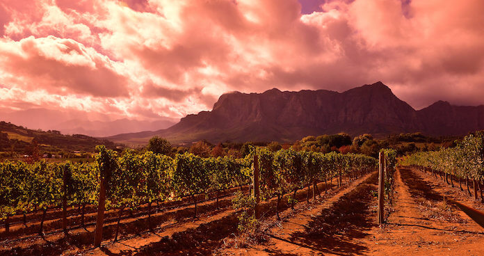 Wein-Tourismus in Südafrika profitiert vom schwachen Rand