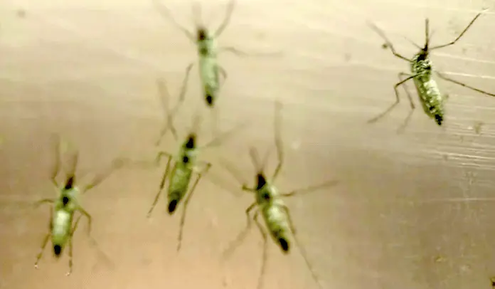 Zika-Virus brach da aus, wo Forscher Gen-Mücken aussetzten