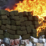 Marihuana-Legalisierung ruiniert die Drogenkartelle . (Foto: Claudio Toledo)