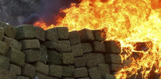 Marihuana-Legalisierung ruiniert die Drogenkartelle . (Foto: Claudio Toledo)