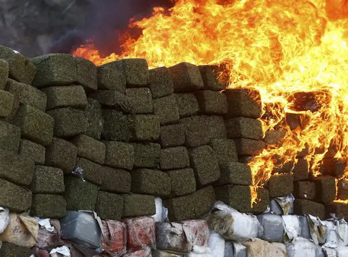 Marihuana-Legalisierung ruiniert die Drogenkartelle . (Foto: Claudio Toledo)