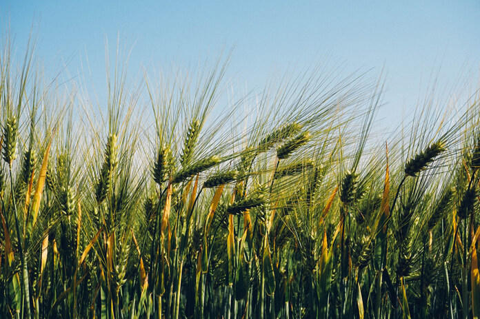 Agricultural field