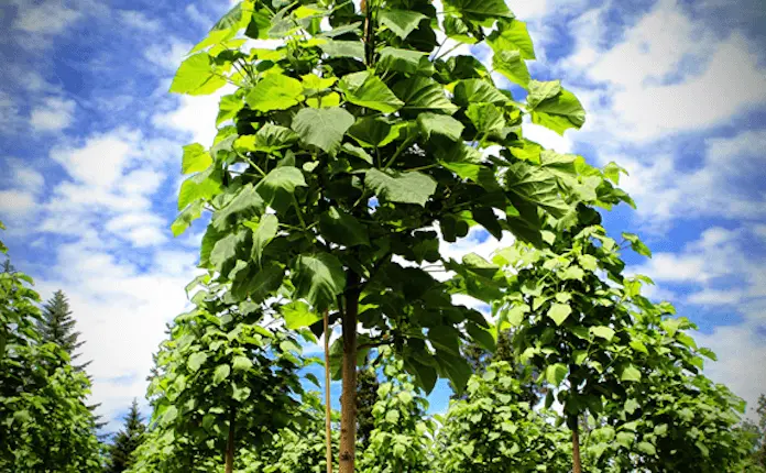 Wolfgang Goese treeme