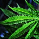 Seit der Anbau und Verkauf von Cannabis in einigen US-Bundesstaaten legalisiert wurde, blüht der Cannabis-Markt im ganzen Land auf. (Bild: „Ganja“ von „Carlos Gracia“ via flickr.com. Lizenz: Creative Commons)