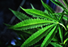 Seit der Anbau und Verkauf von Cannabis in einigen US-Bundesstaaten legalisiert wurde, blüht der Cannabis-Markt im ganzen Land auf. (Bild: „Ganja“ von „Carlos Gracia“ via flickr.com. Lizenz: Creative Commons)
