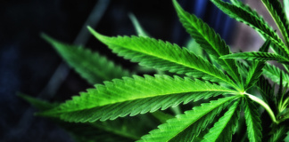 Seit der Anbau und Verkauf von Cannabis in einigen US-Bundesstaaten legalisiert wurde, blüht der Cannabis-Markt im ganzen Land auf. (Bild: „Ganja“ von „Carlos Gracia“ via flickr.com. Lizenz: Creative Commons)