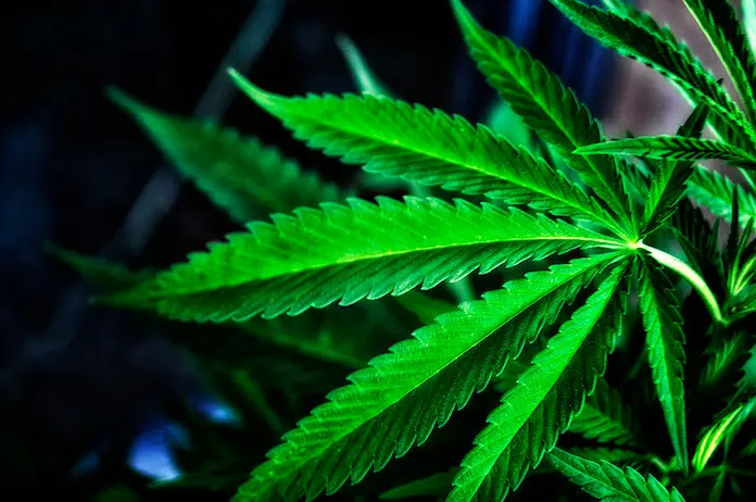 Seit der Anbau und Verkauf von Cannabis in einigen US-Bundesstaaten legalisiert wurde, blüht der Cannabis-Markt im ganzen Land auf. (Bild: „Ganja“ von „Carlos Gracia“ via flickr.com. Lizenz: Creative Commons)