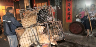 Chinas Hundefleisch-Festival: Gegner fahren schwere Geschütze auf (Foto: Youtube/ Lord Spoda)