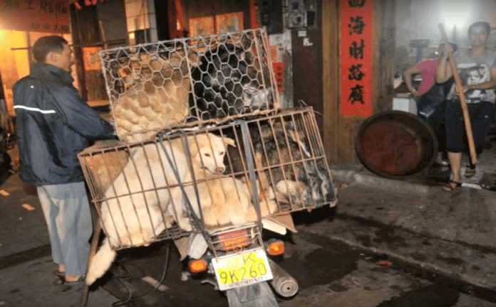 Chinas Hundefleisch-Festival: Gegner fahren schwere Geschütze auf (Foto: Youtube/ Lord Spoda)