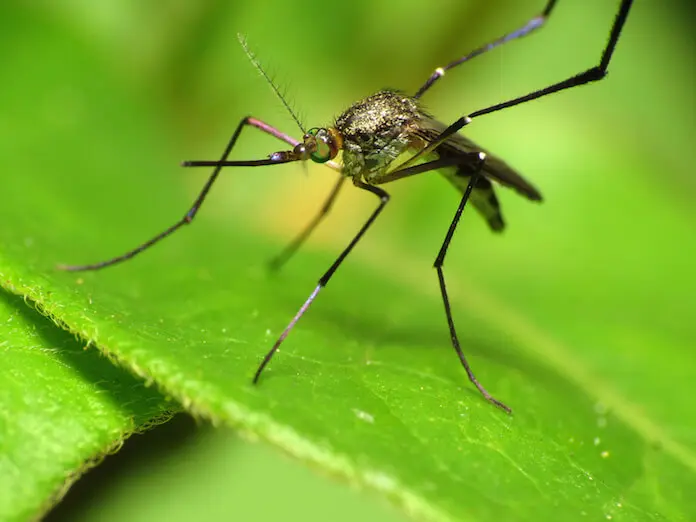 Olympia in Rio: Journalisten bleiben wegen Zika Virus Zuhause (Foto: Katja Schulz)
