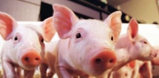 Wissenschaftler züchten menschliche Organe in Schweinen (Foto: Groovy Groupie Gary