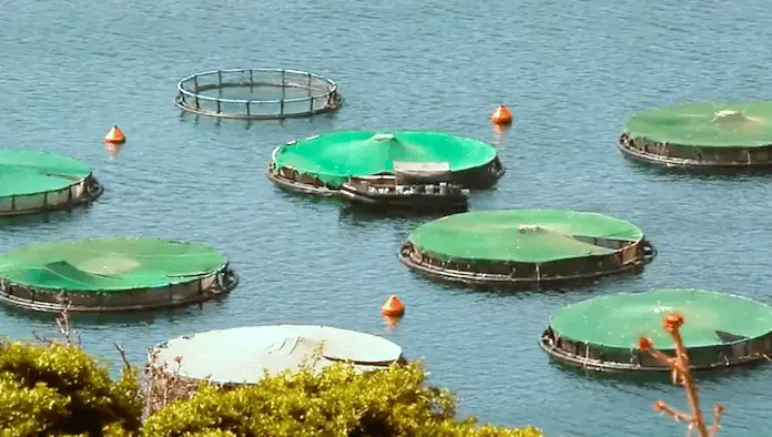 Aquakultur gesunder Fisch