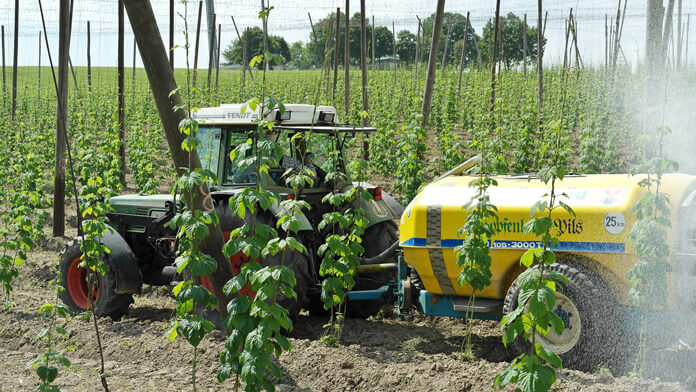 Growing hops in Germany.