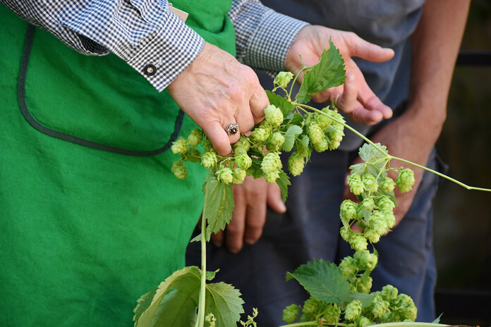 Harvested hop vines.