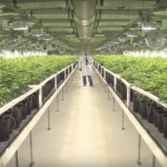 Weltweit größte Marihuana Plantage belebt kanadische Wirtschaft (Foto: Screenshot, Ian Campbell auf Youtube)