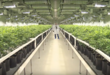 Weltweit größte Marihuana Plantage belebt kanadische Wirtschaft (Foto: Screenshot, Ian Campbell auf Youtube)