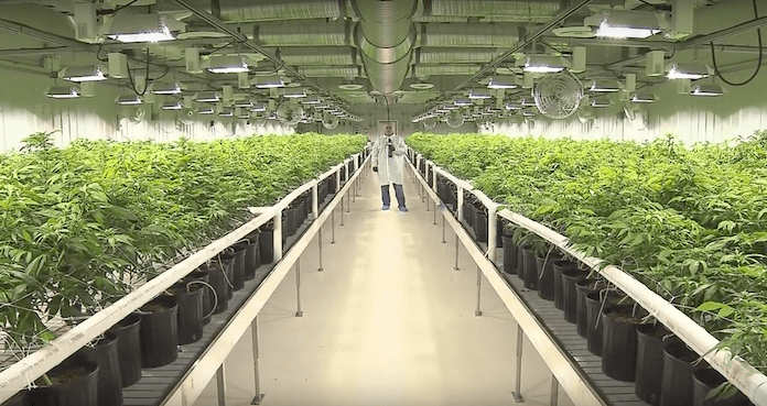 Weltweit größte Marihuana Plantage belebt kanadische Wirtschaft (Foto: Screenshot, Ian Campbell auf Youtube)