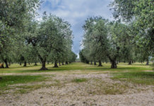 Olivenbäume in Italien (Foto: N i c o l a)