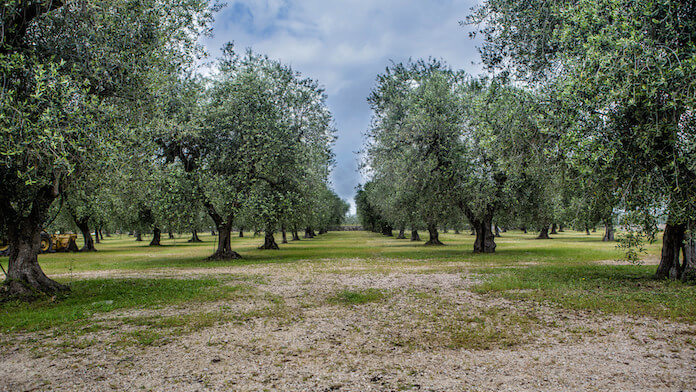 Olivenbäume in Italien (Foto: N i c o l a)