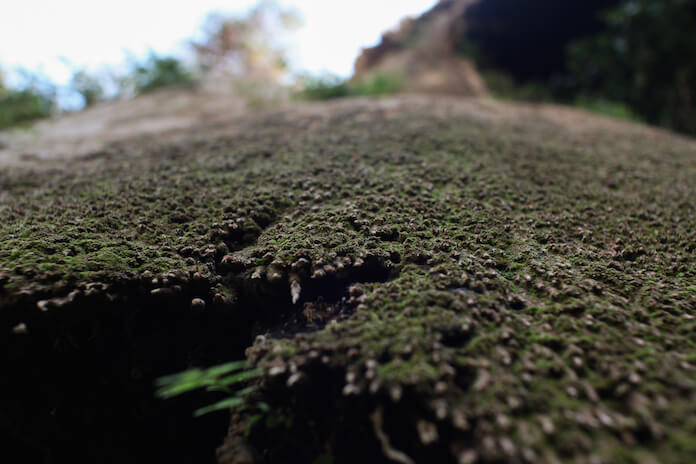 6- So sehen die Felsen nun aus. Voll mit Moos und kleine Lebensformen.