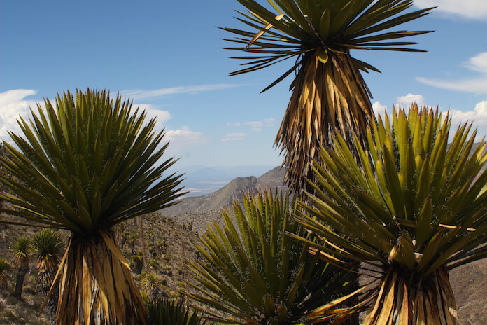 Halb Kaktus, halb Palme. Die Planzen machen das Wandern in Real de Catorce ein tolles Erlebnis.