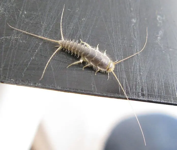 Papierfresser (“Ctenolepisma longicaudata”): Die 13 Millimeter großen Insekten ernähren sich von Fotos und Büchern. (Foto: JonRichfield, CC BY-SA 3.0 Wikimedia Commons)