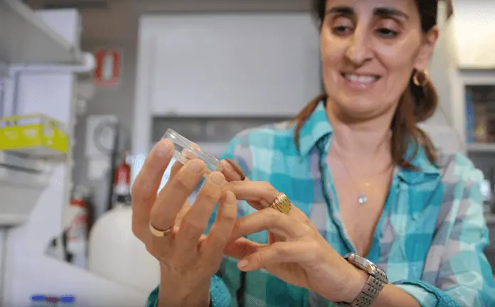 Diese Raupen fressen Plastik, und zwar super schnell (Foto: N24, Youtube)