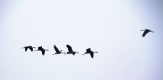 Manager: So etabliert man seine Führungsposition richtig (Foto: David Spinks)