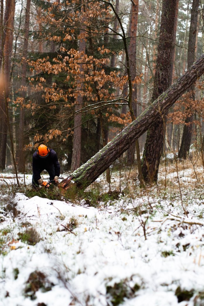 Holz könnte als Dämmung eingesetzt werden