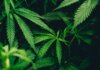 DLG – Fachkongress der Landwirte plant Cannabis Anbau