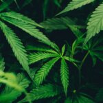 DLG – Fachkongress der Landwirte plant Cannabis Anbau