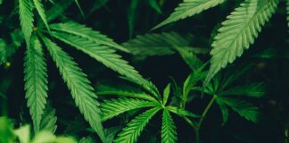 DLG – Fachkongress der Landwirte plant Cannabis Anbau
